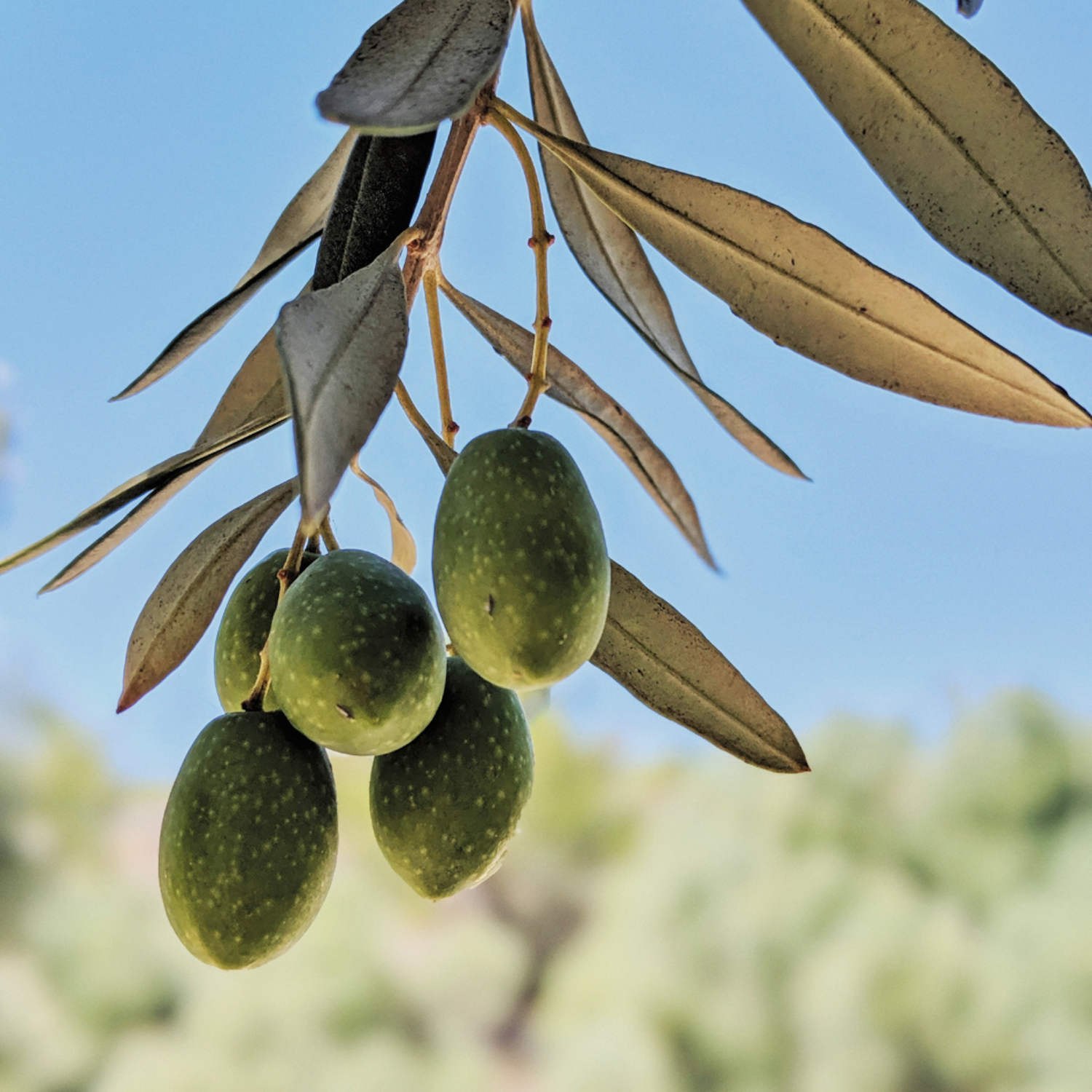 Plant een olijfboom en steun Palestina